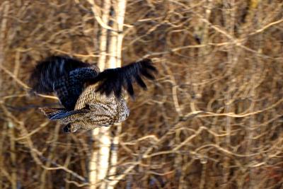 In flight