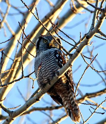 Northern Hawk Owl