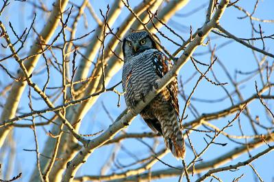 Northern Hawk Owl #2
