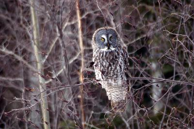 Watchful eye (1 of 5)
