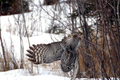 Diving for a kill  (3 of 5)