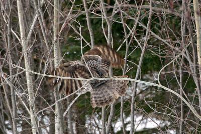 Stalking supper  (2 of 5)