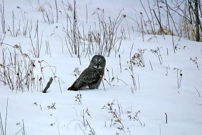 No prey to be found  (4 of 5)
