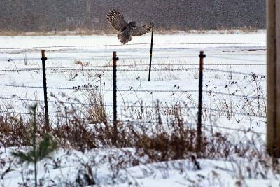 Coming in for a landing