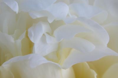 Peonie Waves - II