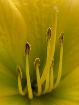 Day Lily People