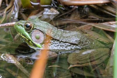 5/28/04  - Frog in a Lily Pond