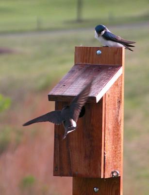 5/29/04 #1 - Hurry - fold those wings!   Tree Swallows