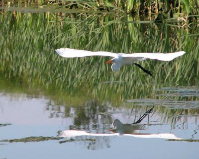 Formation Flying - White Egret