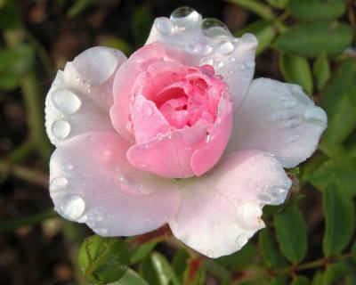 Pink Rose in the Rain