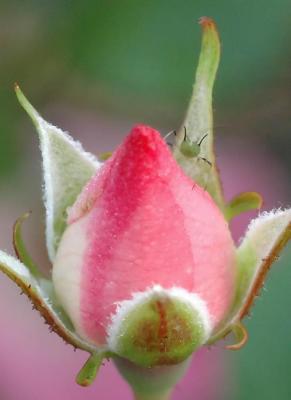 roses