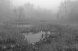 1/05 - Misty Wetlands