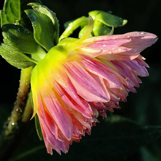 10/4/04 - Dahlia Study 1
