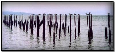 Gaviotas en Cahuita