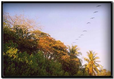 u45/ejramirez/medium/27283181.78PlayadeMontezumacopia.jpg