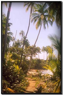 Playa en Gandoca-Manzanillo