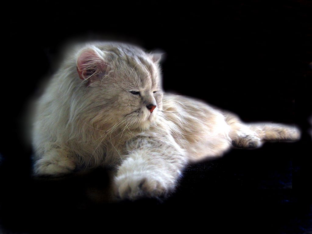 The Cutest Tiger Ever...