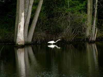 u45/elif/medium/29278188.OakTreePond.jpg