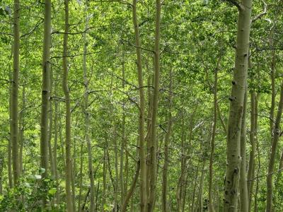 u45/ericnoel/medium/33803864.birchtrees.jpg