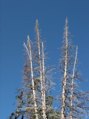 Leafless Trees