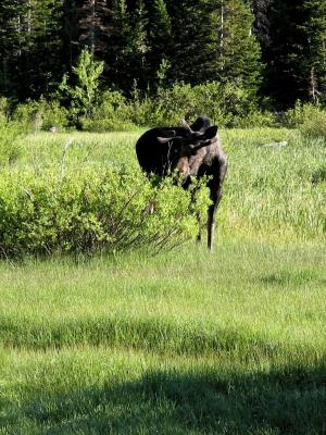 Moose Nibbling on Greenery