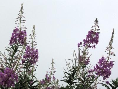 Wildflowers with Clouds in Background