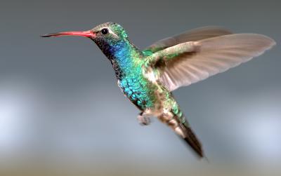 Arizona Broad-billed