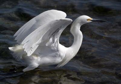 Snowy Egret Ready to Fly