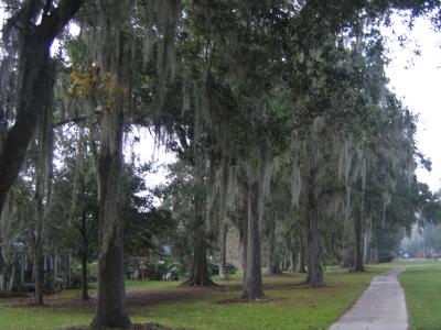Oaks with Spanish Moss