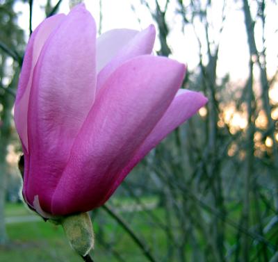 Japanese Magnolia as the Sunsets