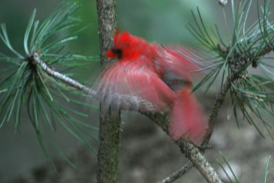 Red Cardinal.jpg