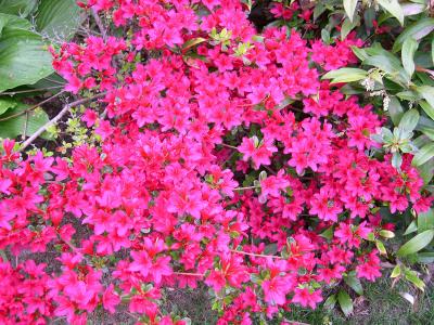 pink azalea