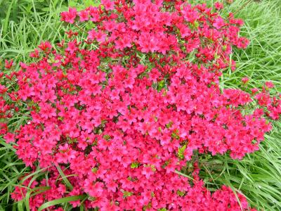 red azalea