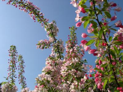 crabapples