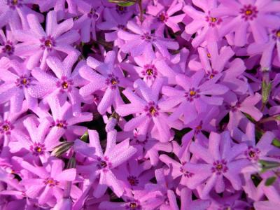 ground_phlox