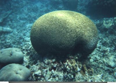 Before,,,,,
Taken in Tobago, small island East of Trinidad. Nicest brain coral I've ever seen!