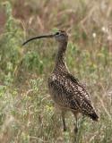 Long-billed Curlew