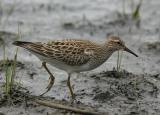 Pectoral Sandpiper