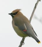 Cedar Waxwing
