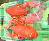Beaux homards