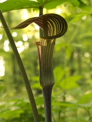 jack-in-the-pulpit.jpg