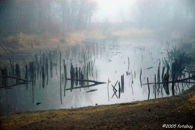 Roadside Pond in Fog