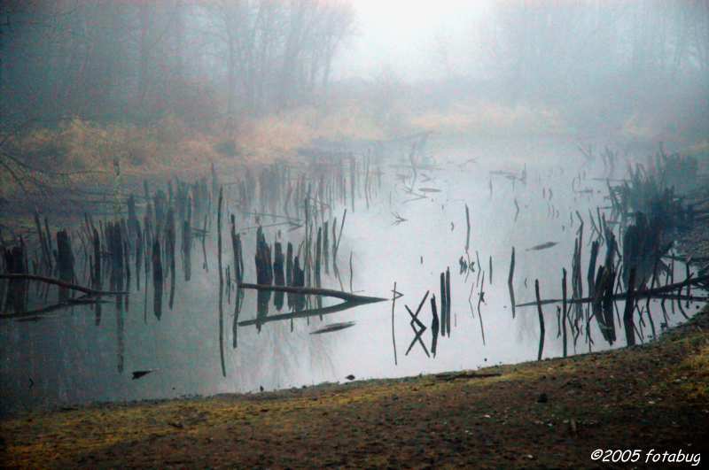 Roadside Pond in Fog