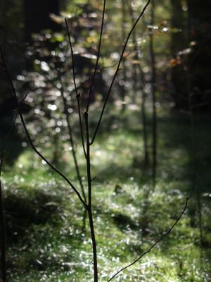 forest03.jpg