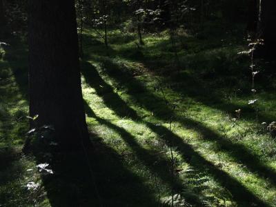 forest08.jpg