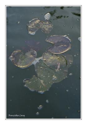 Waterlily