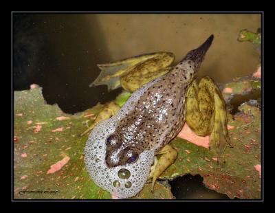 Taddie?  Frog?