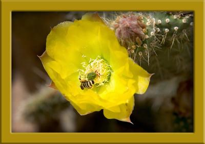 Busy Bee