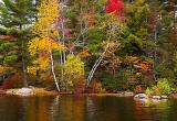 Grafton Pond Birches