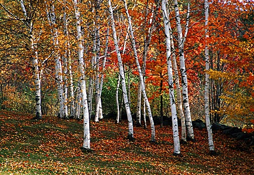 Birches at Lebanon
